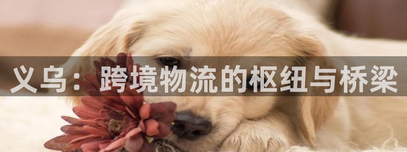 钱包okpay：义乌：跨境物流的枢纽与桥梁