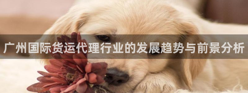okpay钱包999：广州国际货运代理行业的发展趋势与前