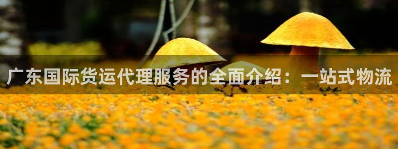 okpay钱包充值：广东国际货运代理服务的全面介绍：一站